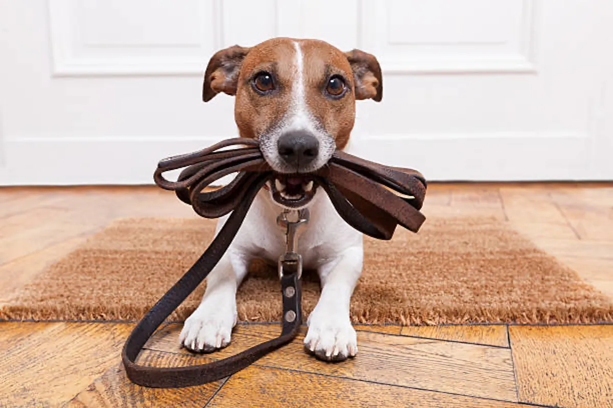A cheerful indoor scene featuring a dog with a leash at the doorway, suggesting a playful and pet-friendly environment. The doormat and doorway set a welcoming tone, hinting at the convenience and comfort offered to both guests and their pets.